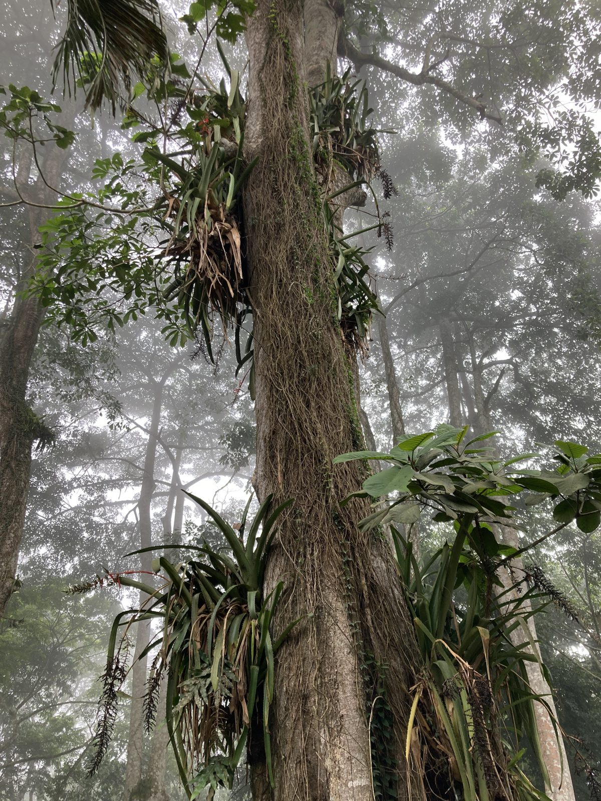 A misty rainforest at Aburi, Ghana, with a tall tree covered in ferns and bromeliads